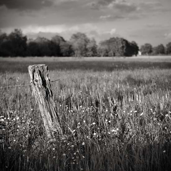 summer grassland